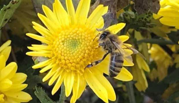Giresun'da hava sıcaklığı arıları vurdu