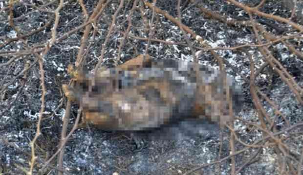 Vahşet bile yetmez! 9 yavru köpek yakılarak öldürüldü