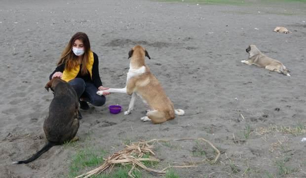 Sessizliğe bürünen sahillerde sokak köpekleri beslendi