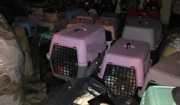 Sisli De Baskin Yapilan Adreste 9 U Yavru 57 Kedi Bulundu Guncel Haberleri