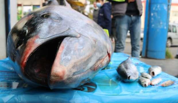 210 kiloluk orkinos balığını görenler cep telefonlarına sarıldı