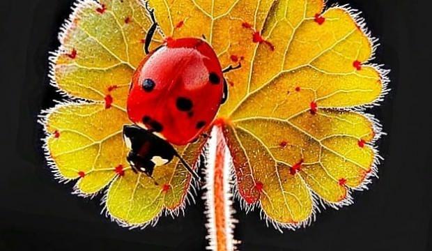 30 yıldır uğur böceği fotoğrafı çekiyor