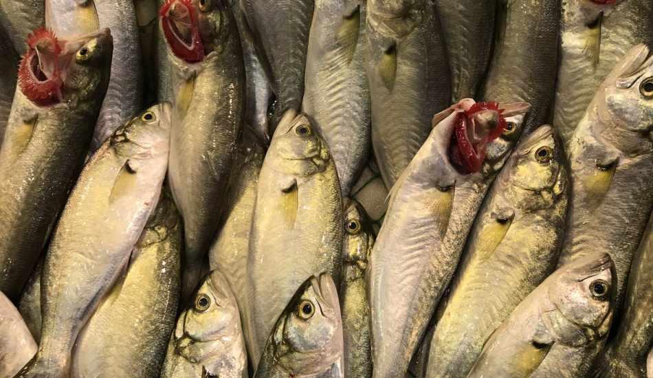 b12 kaynagi lufer baliginin faydalari