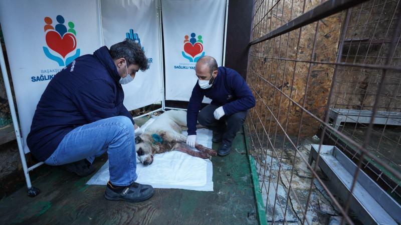 Boynundan vurulan köpeğin imdadına Başakşehir Belediyesi ekipleri yetişti