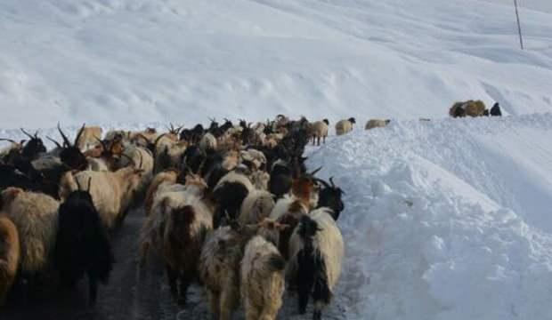 Karda mahsur kalan çoban ve koyunlar kurtarıldı