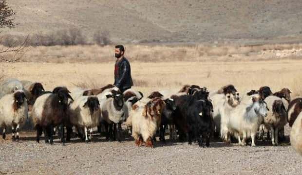 Norduz koyununun 13 kaburgası var, sadece Van'da yetiştiriliyor