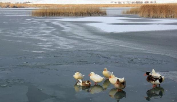 Sivas'ta Hafik Gölü buz tuttu