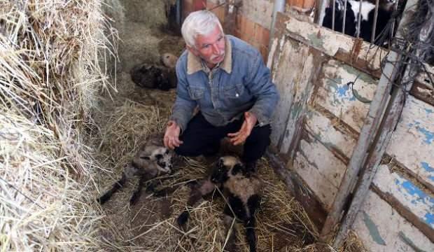 Agila Giren Kopekler 38 Kucukbas Hayvani Telef Etti Guncel Haberleri