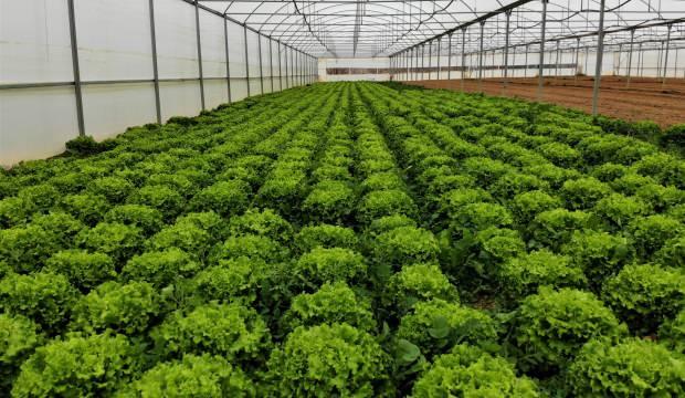 Üretici tüketici fiyatı arasında uçurum: Fiyatı yüzde 400 artıyor