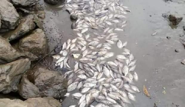 Sultanbeyli'de gölet balçıkla kaplandı, balıklar öldü