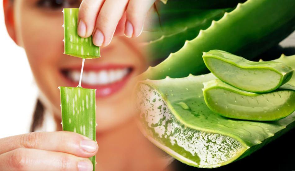 Aloe Vera Nedir Ve Aloe Vera Cilde Faydalari Nelerdir Aloe Vera Cilde Nasil Surulur Guzellik Haberleri