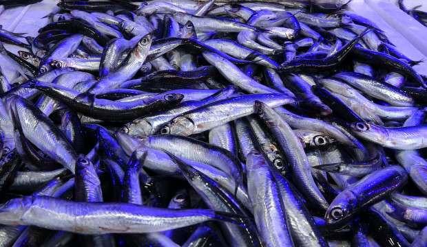 Hamsi avı İstanbul Boğazı ve Karadeniz'de yasaklandı