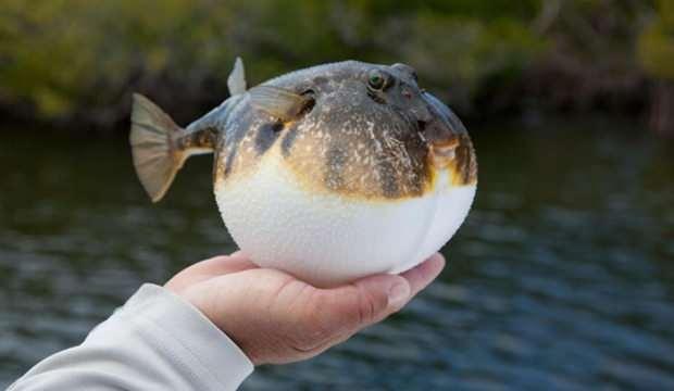 Van’da balon balığı alarmı! Zehirlenen kişi hayatını kaybetti