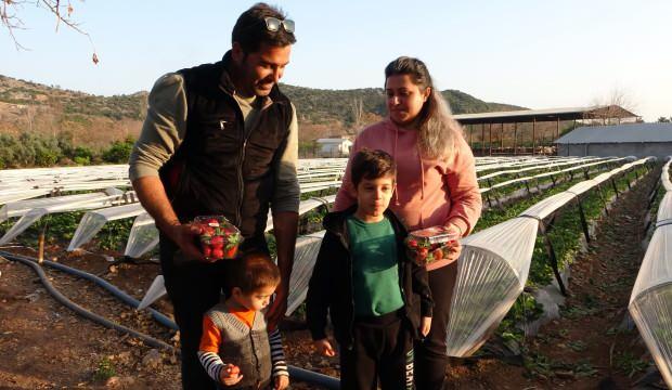 Çocukları çilek seviyor diye şehir hayatını bırakıp çiftçiliğe yöneldiler!