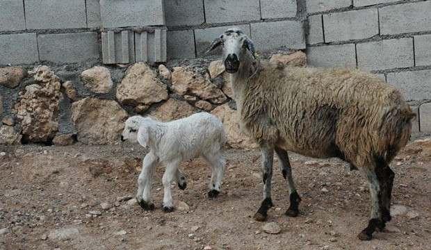 Diyarbakır'da yeni doğan 6 bacaklı kuzu şaşırttı!