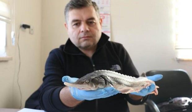 Dünyanın en pahalı yiyeceği! Kilosu 85 bin lira!