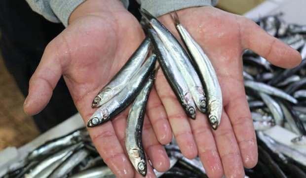 Hamsi avı yasağının 1 yıl uzatılması çağrısı