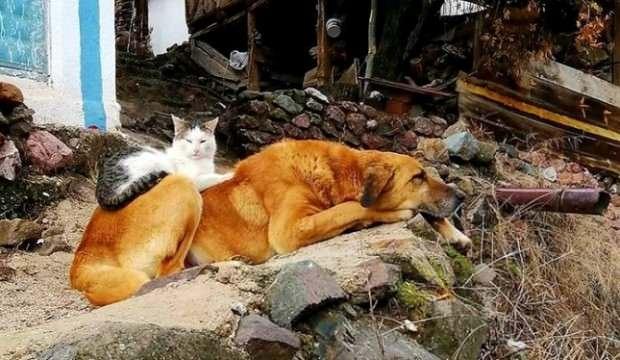 Kedi ile köpeğin iç ısıtan dostluğu 