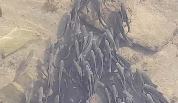Kızılırmak'ın debisi düştü, binlerce balık, köprü altındaki gölette toplandı