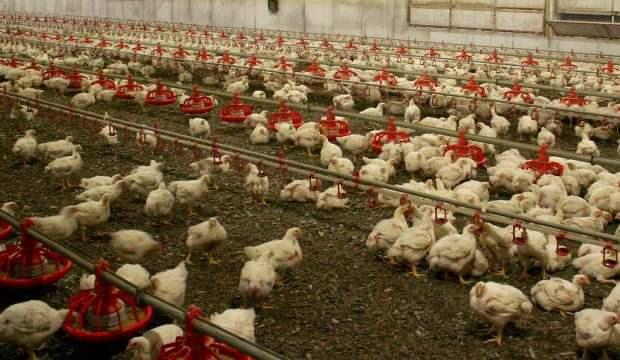 Macaristan'da 100 binden fazla tavuk itlaf edildi