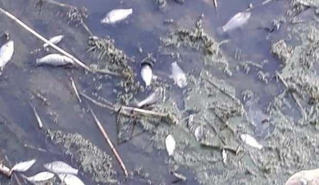Porsuk çayında balık ölümleri 