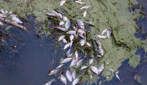 Porsuk Çayı'nda balıkların neden öldüğü anlaşıldı
