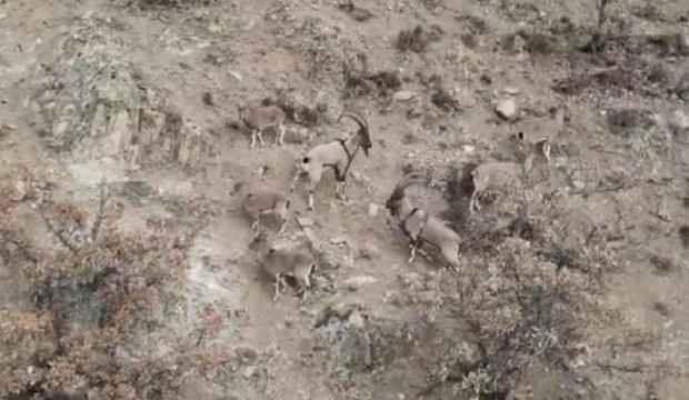 Yaban keçileri, dronla görüntülendi