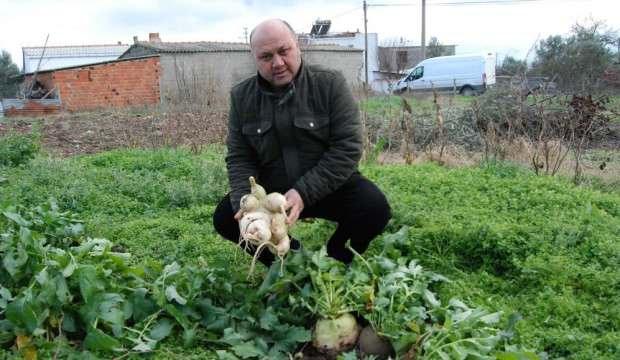 3 kilo 400 gramlık turp görenleri şaşırtıyor