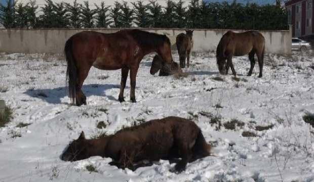 Arnavutköy'de sahipsiz atlar yürekleri burktu