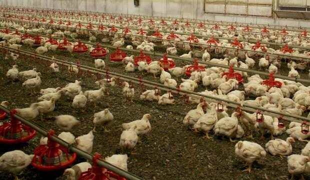 Güney Kore'de 67'nci kuş gribi vakası