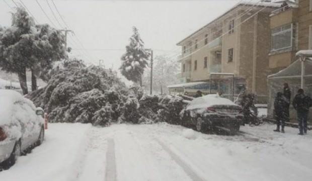 Kar nedeniyle ağaç aracın üzerine yıkıldı