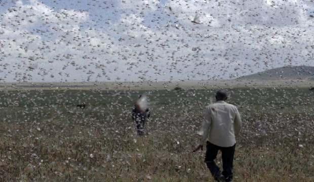 Kenya'yı çekirge sürüleri işgal etti