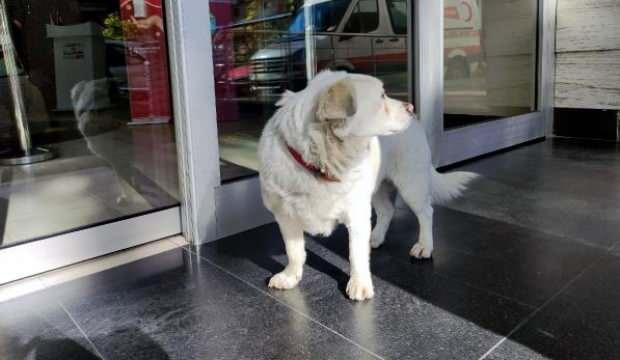 Sahibini 5 gündür hastane kapısında bekleyen köpek, dünya basınında