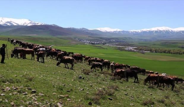 Tarım Kredi'den faizsiz yem kredisi