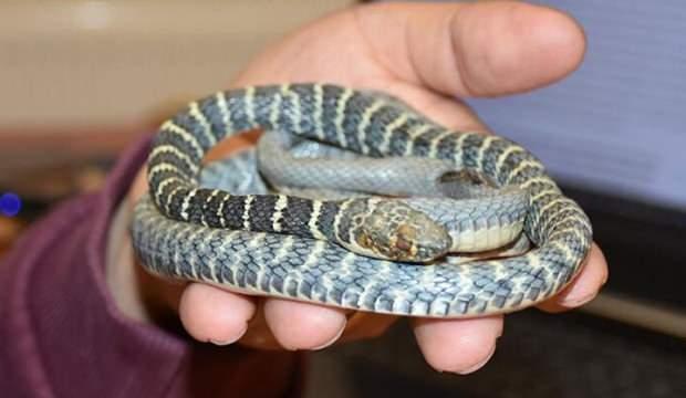 Türkiye'de yeni bir yılan türü keşfedildi