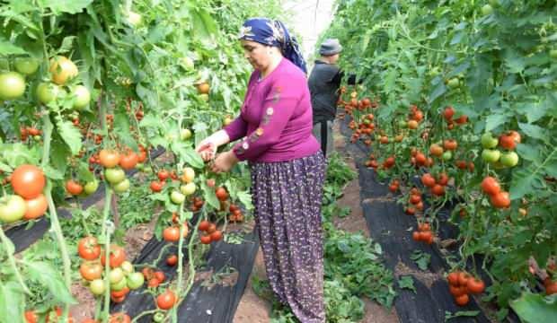 Üretici çileden çıktı! Fiyat farkını onlar bile anlayamadı