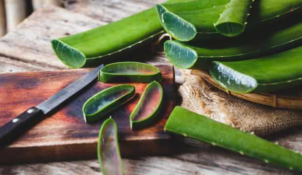 Aloe Vera Faydalari Nelerdir Aloe Vera Ile Cilt Bakimi Nasil Yapilir Aloe Vera Jeli Kullanimi Saglik Haberleri