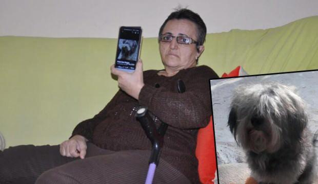 Felçli kadın, 6 aydır özel eğitimli köpeğini arıyor! Can yoldaşımdı
