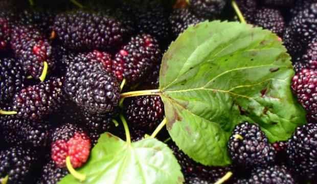 Karadut pekmezinin faydaları ve besin değerleri nelerdir? Dut pekmezi öksürüğü iyi gelir mi?