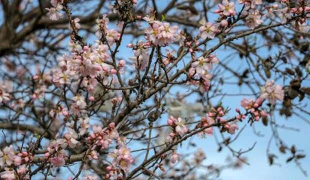 Edirne'de kış ortasında ağaçlar çiçek açtı