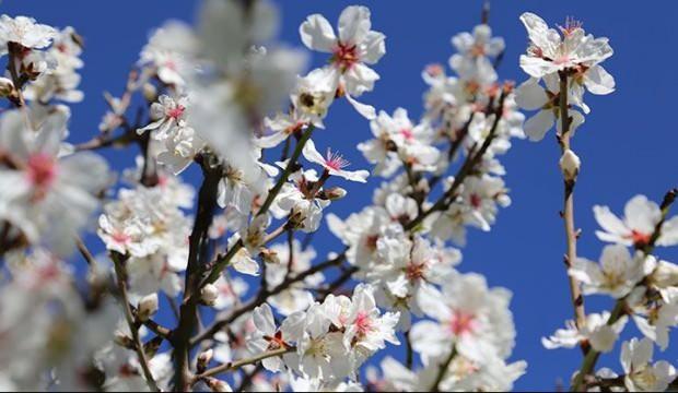 Antalya’da badem ağaçları çiçek açtı