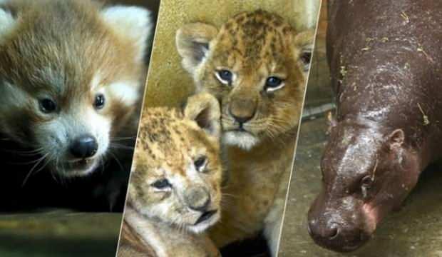 Faruk Yalçın Hayvanat Bahçesi yeniden açılıyor