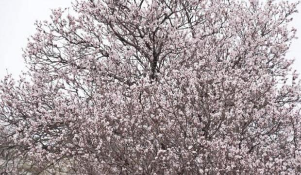 Mardin'de, Şubat'ta badem ağaçları çiçeklendi