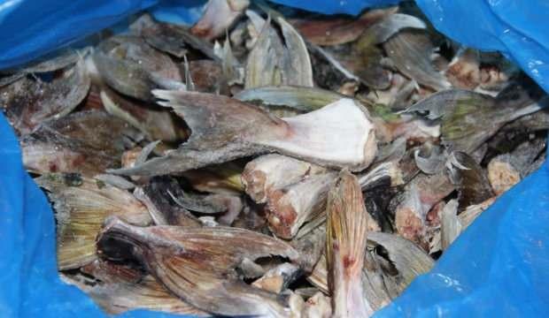 Mersin'de 4 bin 66 adet balon balığı kuyruğu