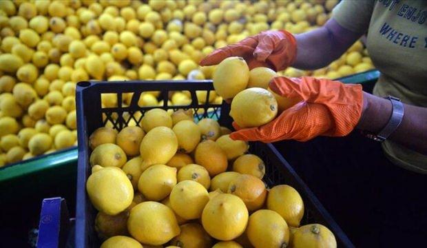 Türkiye'den ocak ayında 31,4 milyon dolarlık limon ihraç edildi