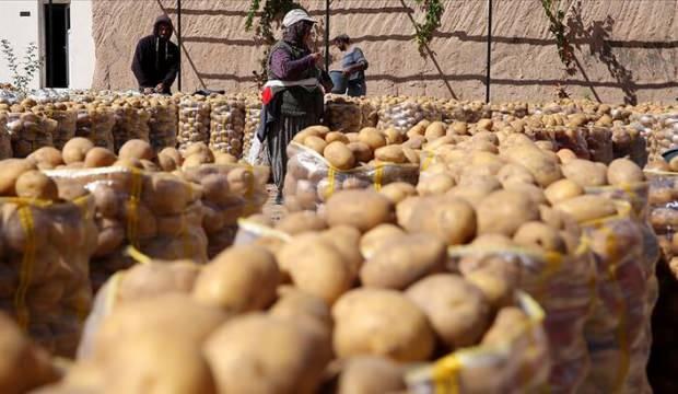 ziraat odalari birligi nden patates ve
