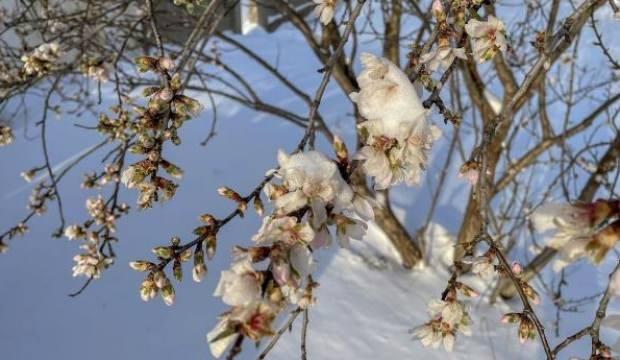Yalancı bahara aldanıp, çiçeklenen meyve ağaçları buz tuttu