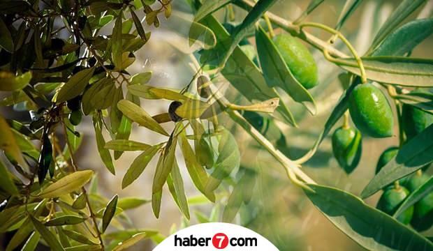 Zeytin yaprağı faydaları nelerdir? Zeytin yaprağı çayı nasıl demlenir?