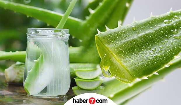 Aloe Vera Faydalari Nelerdir Aloe Vera Ile Cilt Bakimi Nasil Yapilir Aloe Vera Jeli Kullanimi Saglik Haberleri