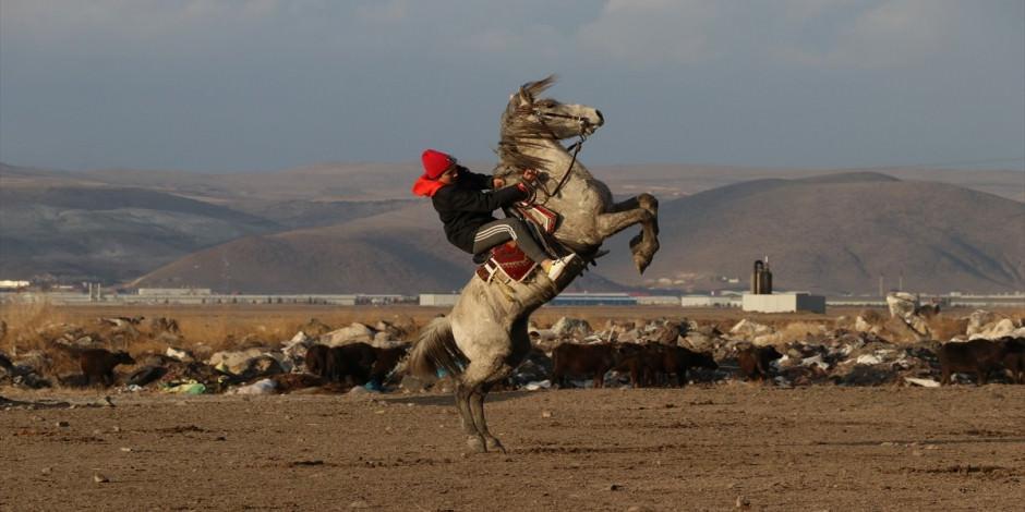 Doğanın "özgür atları" fotoğraf tutkunlarının yeni gözdesi